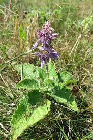 Attēlu rezultāti vaicājumam “Salvia verticillata flower”