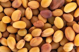 Attēlu rezultāti vaicājumam “Trifolium aureum fruit”