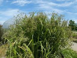 Attēlu rezultāti vaicājumam “Scirpus sylvaticus bud”