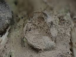 Attēlu rezultāti vaicājumam “Lycogala irregulare”