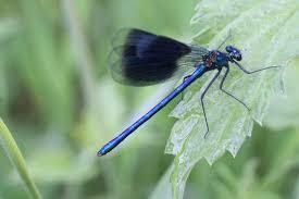 Attēlu rezultāti vaicājumam “Calopteryx splendens”