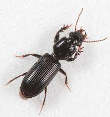 Attēlu rezultāti vaicājumam “Clivina fossor”