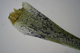 Attēlu rezultāti vaicājumam “Campylopus pyriformis”