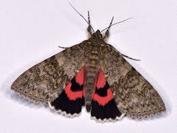 Attēlu rezultāti vaicājumam “Catocala nupta”