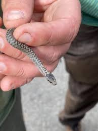 Attēlu rezultāti vaicājumam “Coronella austriaca”