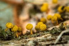 Attēlu rezultāti vaicājumam “Physarum psittacinum spores”