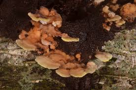 Attēlu rezultāti vaicājumam “Antrodiella serpula”