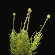 Attēlu rezultāti vaicājumam “Aulacomnium androgynum”