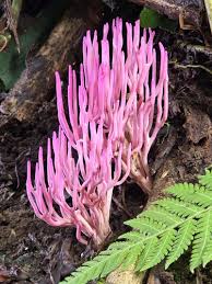 Attēlu rezultāti vaicājumam “Clavaria sphagnicola”