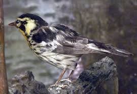 Image result for Dendroica fusca