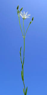 Attēlu rezultāti vaicājumam “Stellaria palustris”