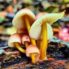 Attēlu rezultāti vaicājumam “Mycena renati”