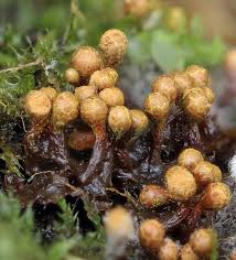 Attēlu rezultāti vaicājumam “Trichia ambigua macro”