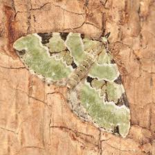 Attēlu rezultāti vaicājumam “Colostygia pectinataria male”