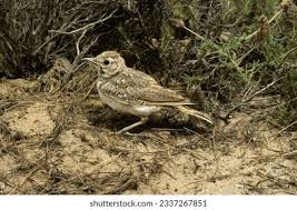 Attēlu rezultāti vaicājumam “Galerida cristata”