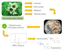 Attēlu rezultāti vaicājumam “Hyoscyamus niger flower”