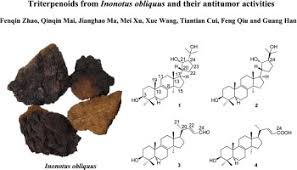 Attēlu rezultāti vaicājumam “Inonotus obliquus”
