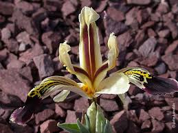 Attēlu rezultāti vaicājumam “Iris rosenbachiana flower”