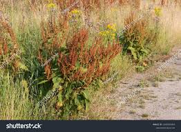 Attēlu rezultāti vaicājumam “Rumex obtusifolius fruit”