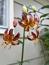 Image result for Lilium martagon `Arabian Night`