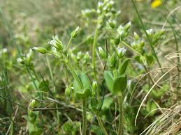 Attēlu rezultāti vaicājumam “Cerastium semidecandrum leaf”