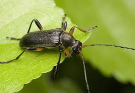 Attēlu rezultāti vaicājumam “Cortodera femorata”