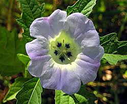 Attēlu rezultāti vaicājumam “Nicandra physalodes”