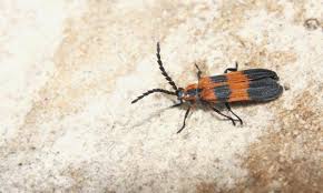 Attēlu rezultāti vaicājumam “Lycidae”