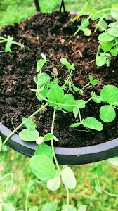 Attēlu rezultāti vaicājumam “Pisum sativum leaf”