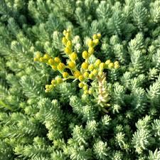 Attēlu rezultāti vaicājumam “Sedum rupestre leaf”