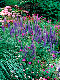 Attēlu rezultāti vaicājumam “Veronica longifolia fruit”