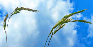 Attēlu rezultāti vaicājumam “Carex digitata”