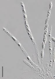 Attēlu rezultāti vaicājumam “Hypomyces chrysospermus”