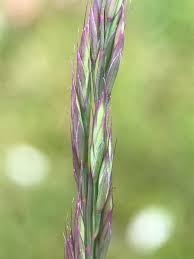 Attēlu rezultāti vaicājumam “Festuca rubra subsp. rubra”