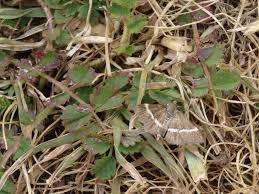 Attēlu rezultāti vaicājumam “Pyrausta cingulata”