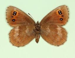 Attēlu rezultāti vaicājumam “Erebia aethiops”