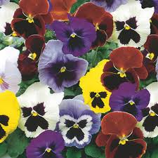 Image result for Viola x wittrockiana `Hiemalis`