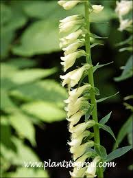 Image result for Digitalis lutea