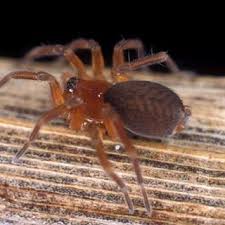 Attēlu rezultāti vaicājumam “Agroeca brunnea”