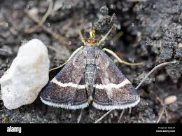 Attēlu rezultāti vaicājumam “Pyrausta cingulata”