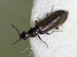 Attēlu rezultāti vaicājumam “Dasytes sp.”