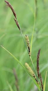 Attēlu rezultāti vaicājumam “Carex acutiformis fruit”