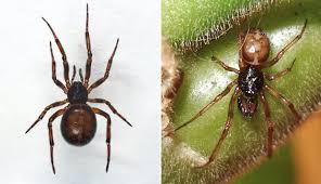 Attēlu rezultāti vaicājumam “Steatoda grossa”