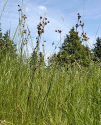 Attēlu rezultāti vaicājumam “Luzula multiflora”