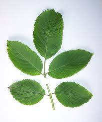 Attēlu rezultāti vaicājumam “Sambucus nigra leaf”