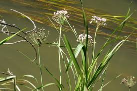 Attēlu rezultāti vaicājumam “Butomaceae”