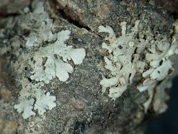 Attēlu rezultāti vaicājumam “Physcia aipolia”