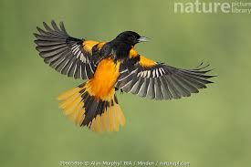 Image result for Icterus galbula