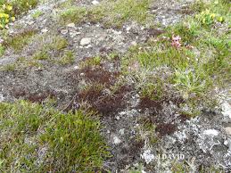 Attēlu rezultāti vaicājumam “Cetraria aculeata”