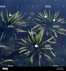 Attēlu rezultāti vaicājumam “Stratiotes aloides”